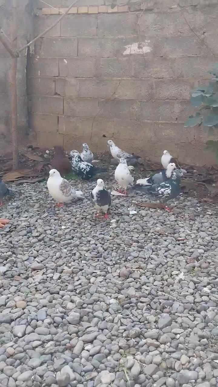 کبوترهای پرشی|پرنده|خان ببین, |دیوار