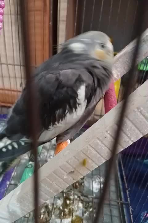 عروس هلندی فول دستی|پرنده|رامیان, |دیوار