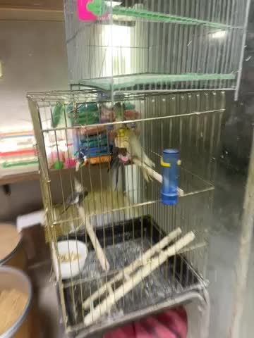 عروسگرینچیککوتولهقناریمرغعشقفنچقفسدانه و|پرنده|اراک, |دیوار