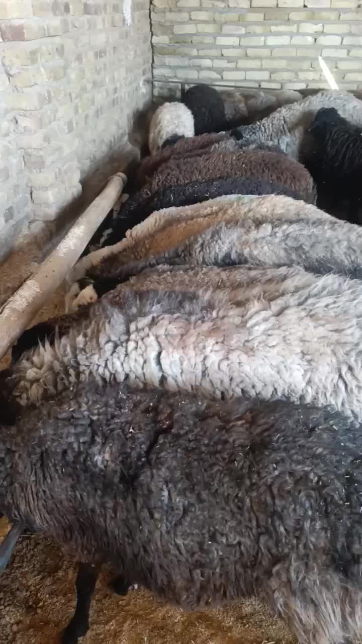 گوسفند شالی جوان ابستن شیشک ومیش|حیوانات مزرعه|هشتگرد, ینگی امام|دیوار