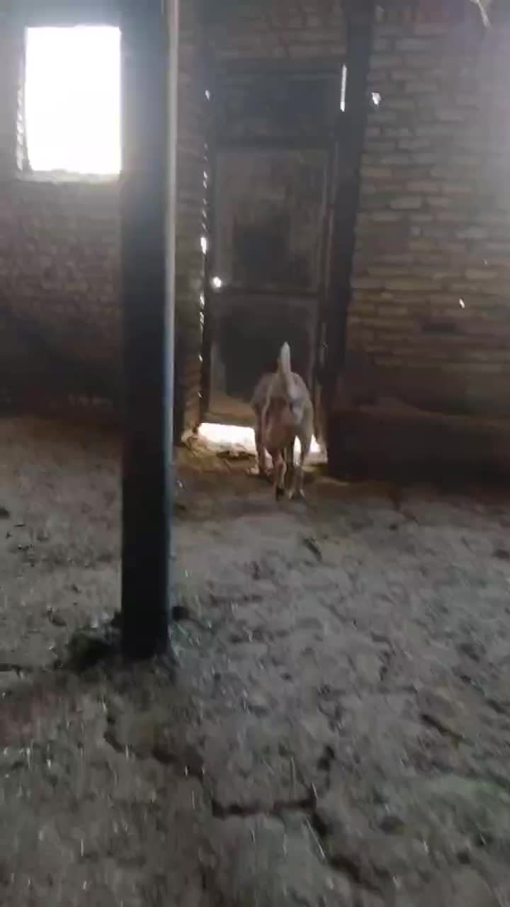 سگ گمشده عراقی|سگ|اشتهارد, |دیوار