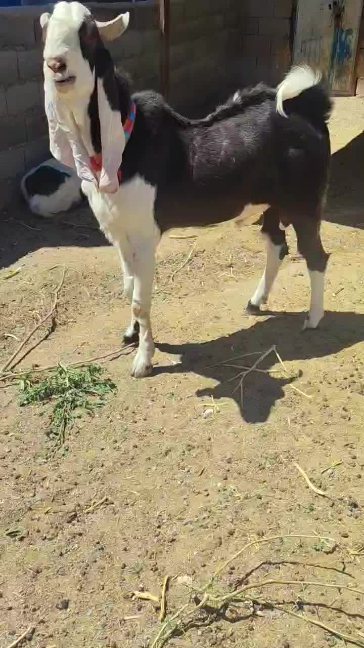 نربز اصیل درشت و قواره دار فروشی|حیوانات مزرعه|نصر آباد, |دیوار