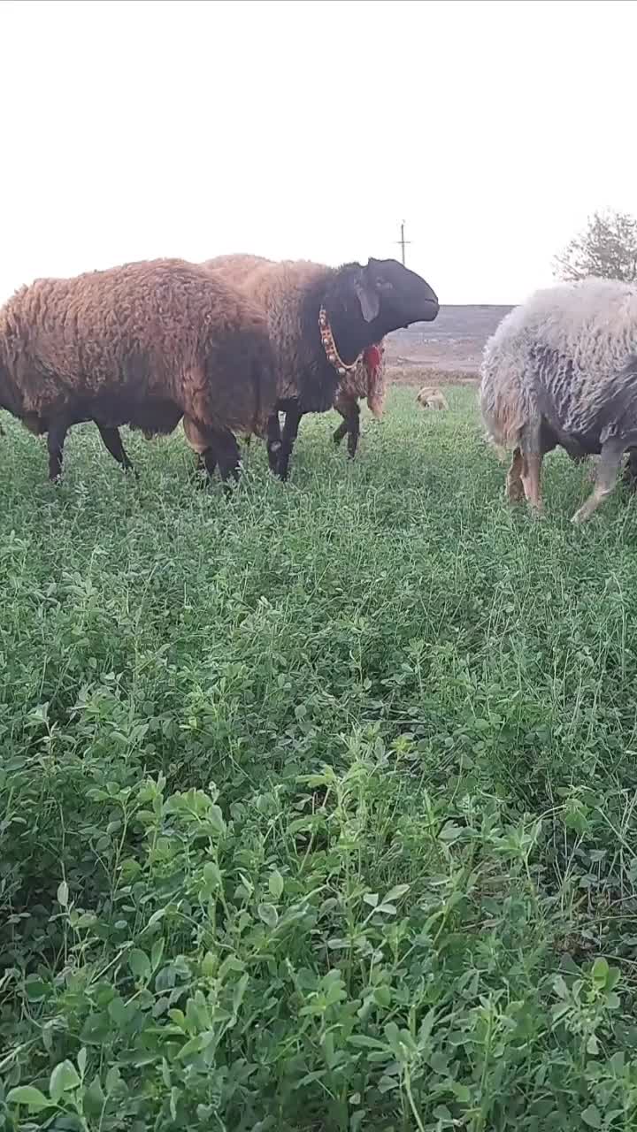 قوچ و بره قوچ گل چین شده|حیوانات مزرعه|اصفهان, براآن شمالی|دیوار