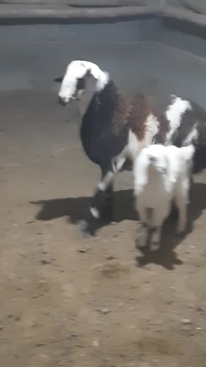 بره قوچی|حیوانات مزرعه|تربت جام, جلگه موسی آباد|دیوار