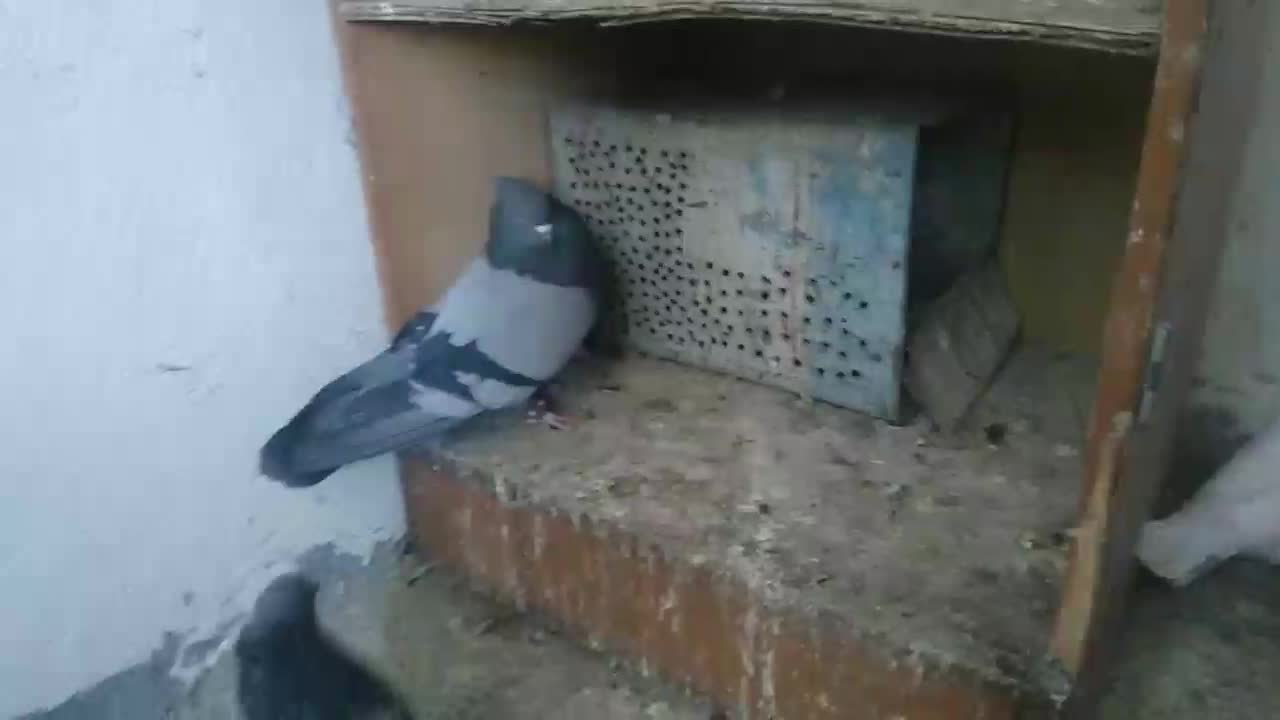 فروشی|کیف، کفش، کمربند|بم, |دیوار