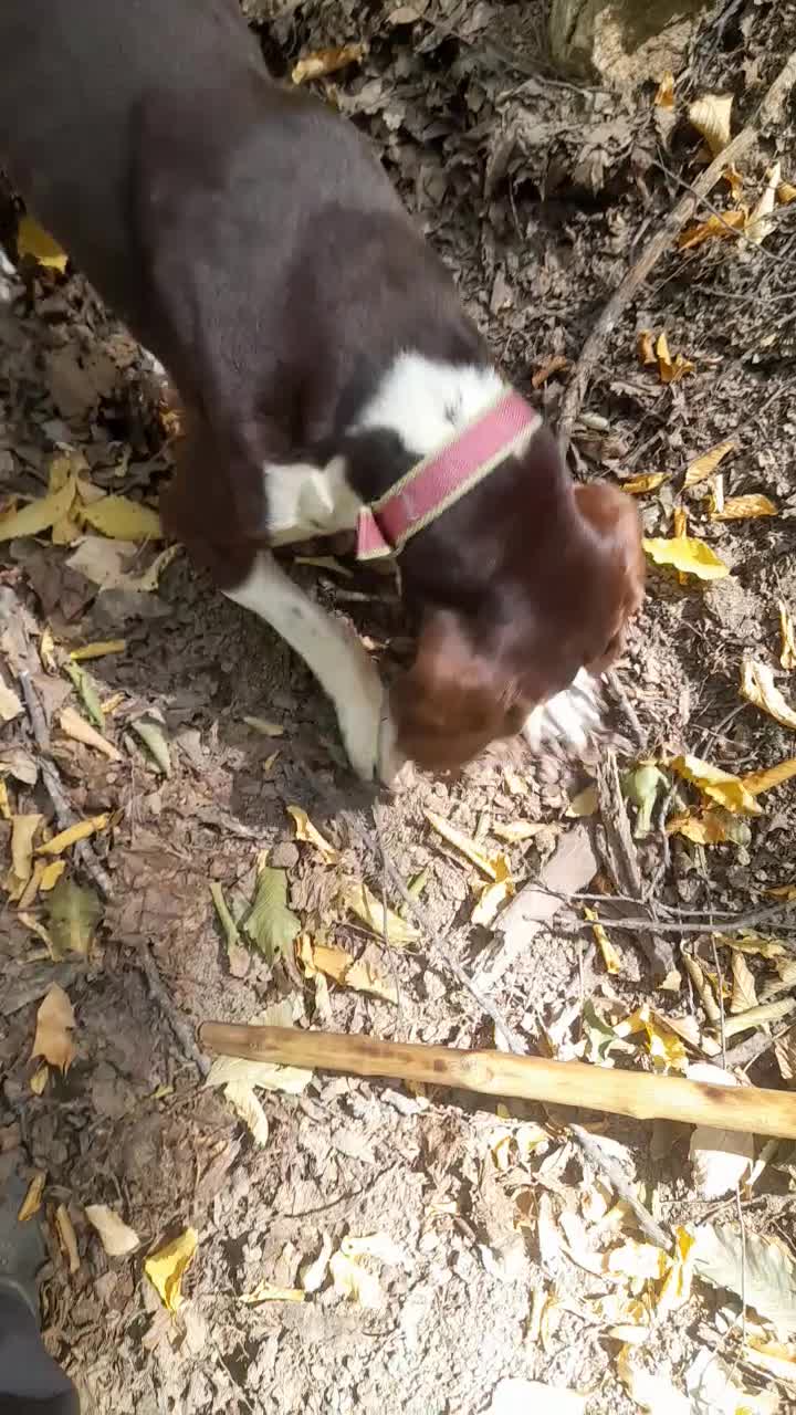 سگ دنبلانی نر ۲ساله|سگ|مینودشت, |دیوار