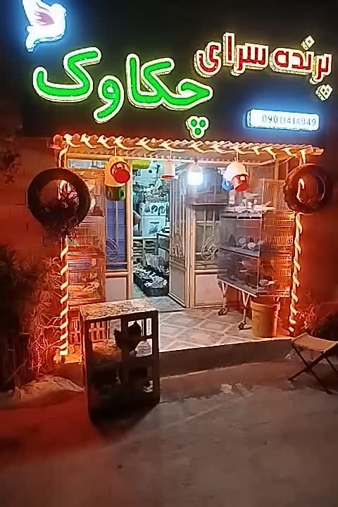کبوتران زینتی ساعتی مسافتی|پرنده|ایوان, |دیوار