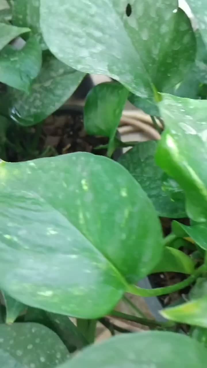 سم و کود برای گل و گیاه و گل و گیا|گل و گیاه طبیعی|آزادشهر, |دیوار