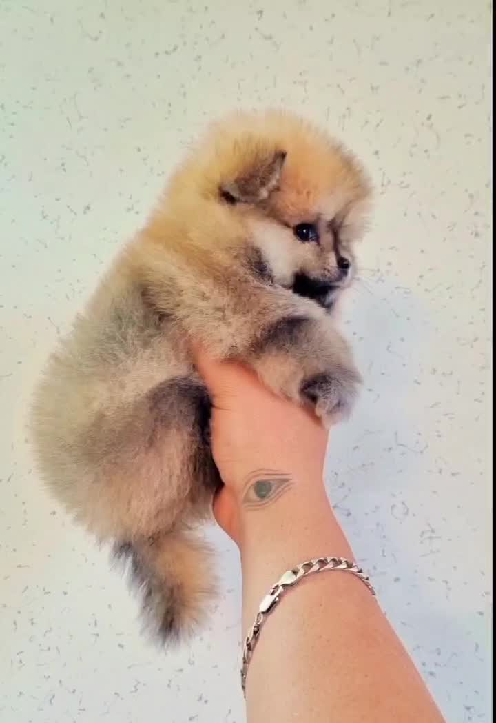 پامرانین عروسکی|سگ|اصفهان, فرهنگیان|دیوار