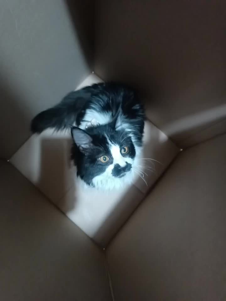 گربه نژادتاکسیدو جنسیت نرقیمت3تومن|گربه|محمدیه-قزوین, |دیوار