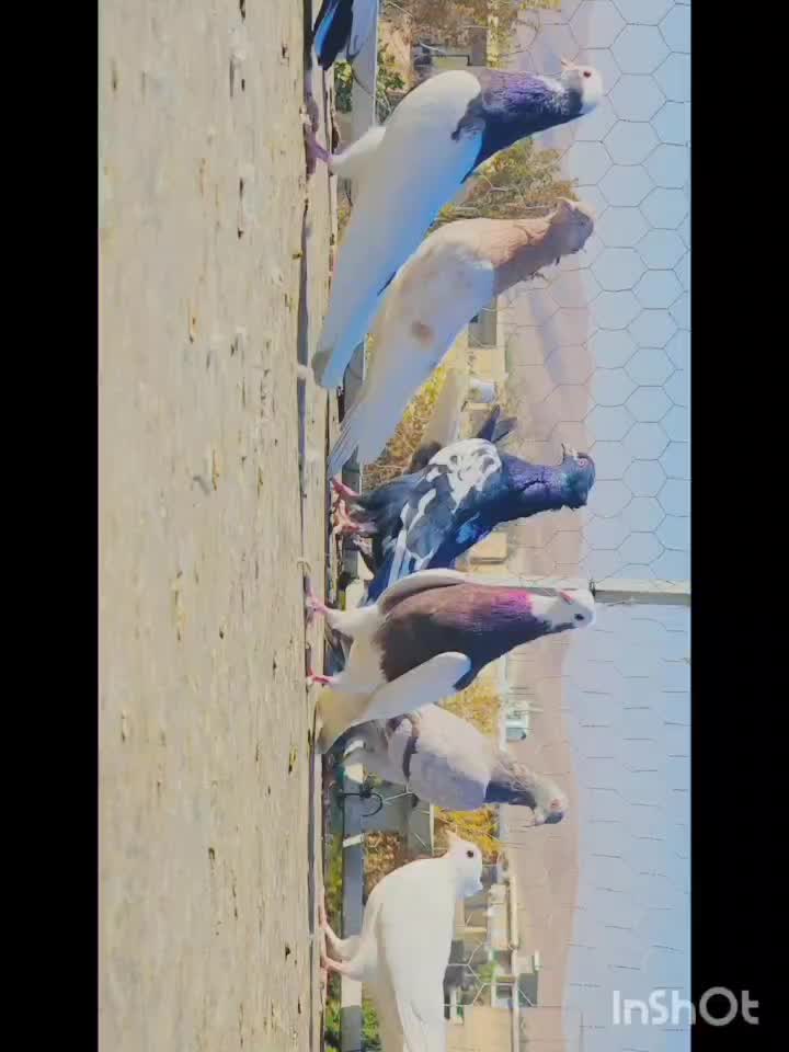 رنگی|پرنده|شیراز, کرونی(خاتونک)|دیوار