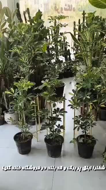 شفلرا سطل 7  خانه گلها|گل و گیاه طبیعی|بندرعباس, |دیوار