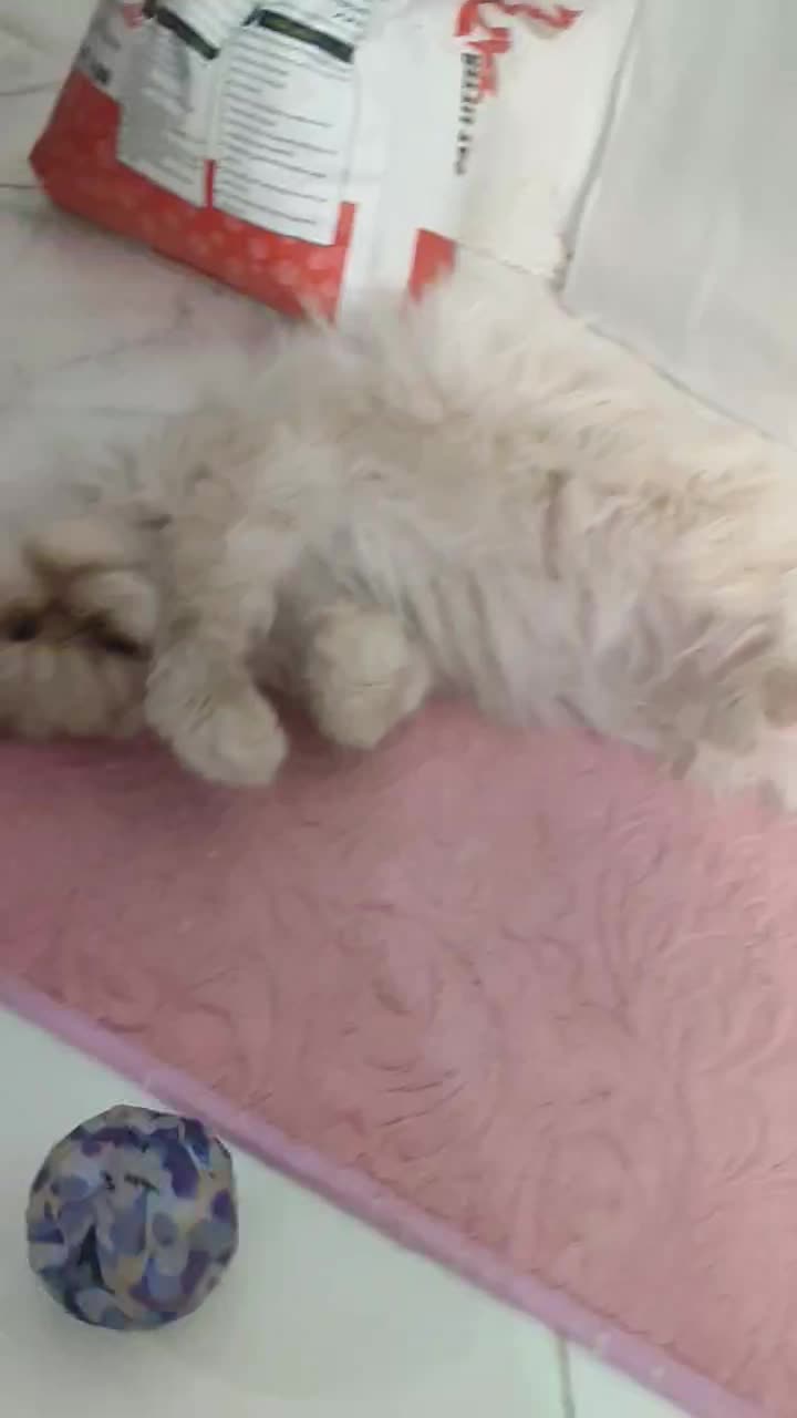 پرشین بازیگوش وباحال|گربه|مشهد, امام خمینی|دیوار