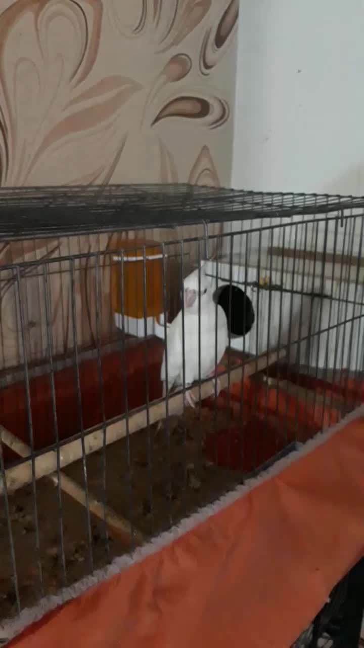 عروس هلندی آلبینو|پرنده|بندر ماهشهر, |دیوار