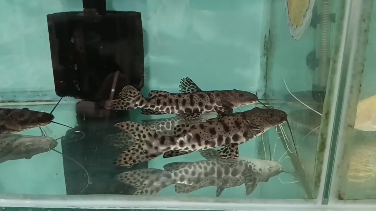 ماهی شاول نویز ( دراگون خاص ) اکواریوم مانستر|ماهی|شیراز, غدیر شمالی|دیوار