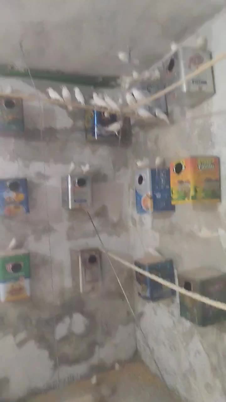 لانه فنج نرگسی سفید پرنده لونه|پرنده|قم, حاج زینل|دیوار