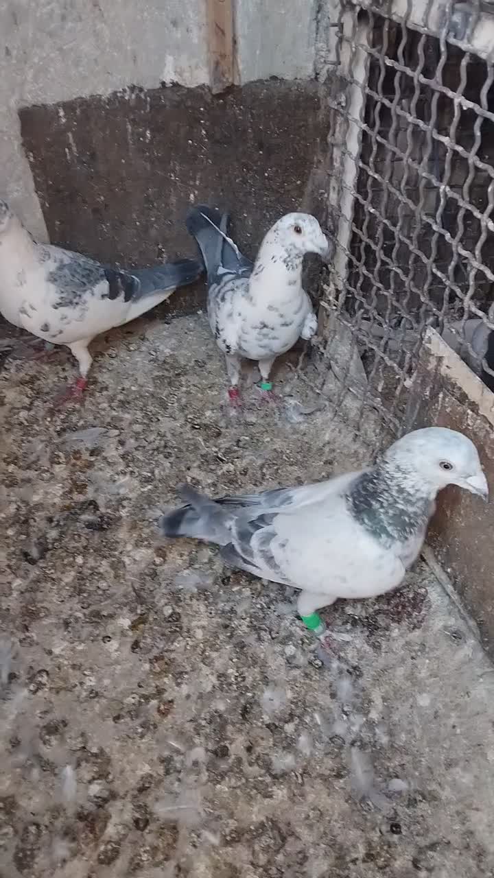 کبوتر المانی کرمونی|پرنده|مشهد, سجادیه|دیوار
