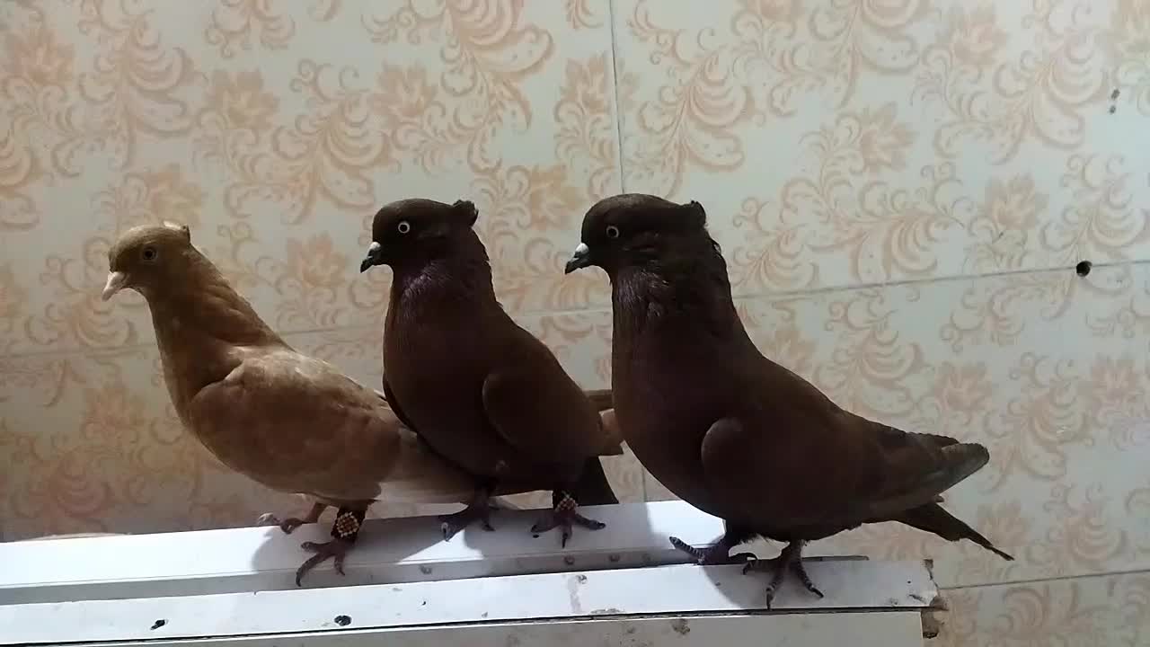 کبوتر|پرنده|پلدختر, |دیوار