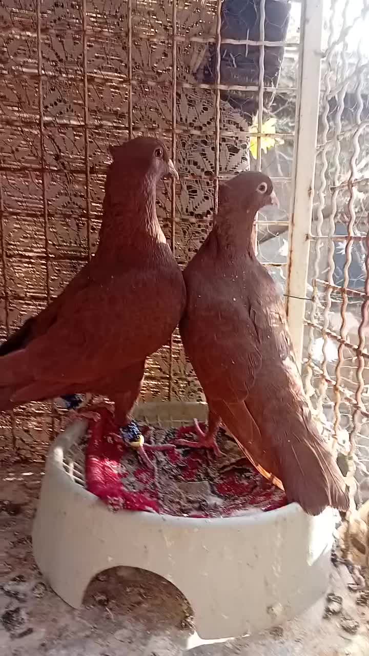 چند تا حیوون عتیقه|پرنده|تربت‌حیدریه, بی بی حسنیه|دیوار