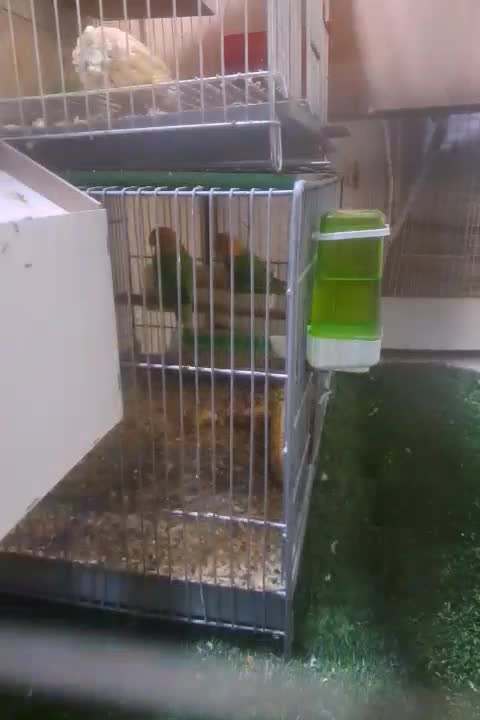 برزیلی کله نارنجی|پرنده|اهواز, شریعتی جنوبی|دیوار