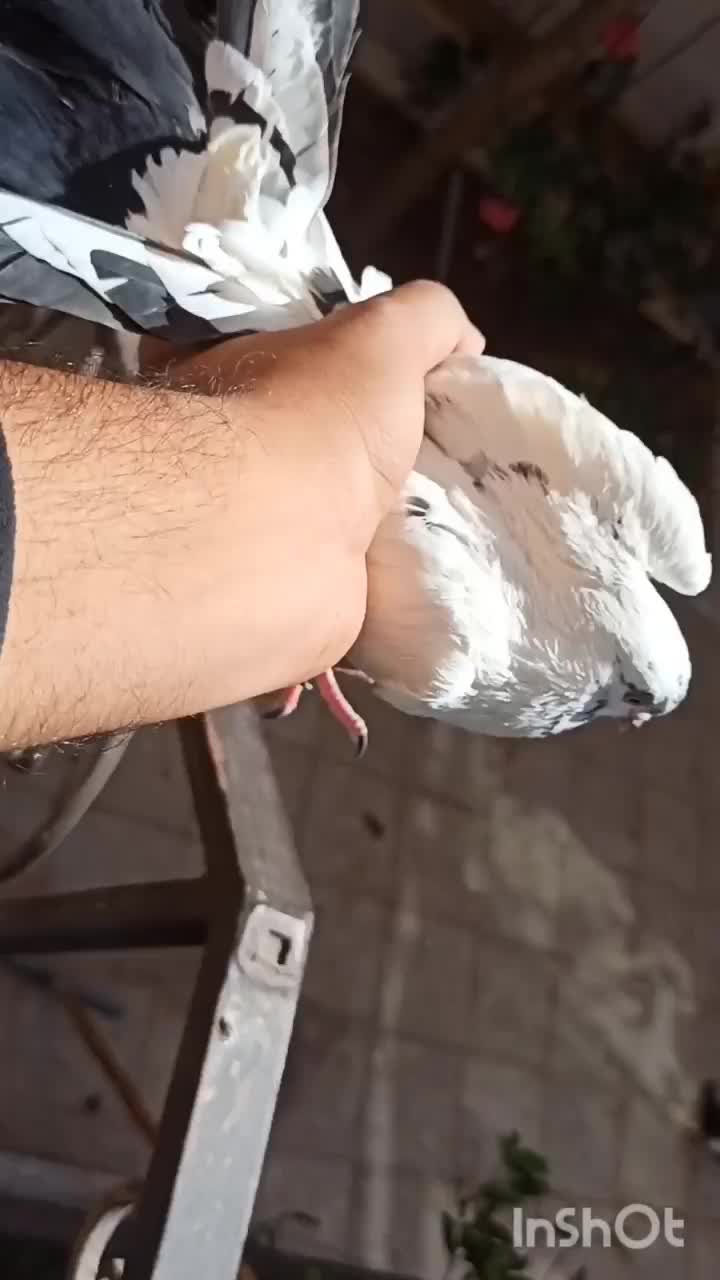 نروماده اصفهانی دم سبز عطیقه|پرنده|اصفهان, زهران|دیوار