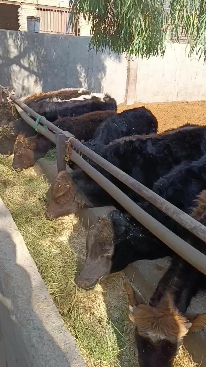 گوساله لاغردورگکوردی سیاهمال میاندوآب|حیوانات مزرعه|پیشوا, |دیوار