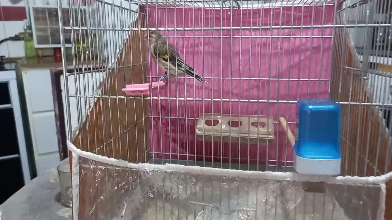 سهره|پرنده|مشهد, مشهدقلی|دیوار