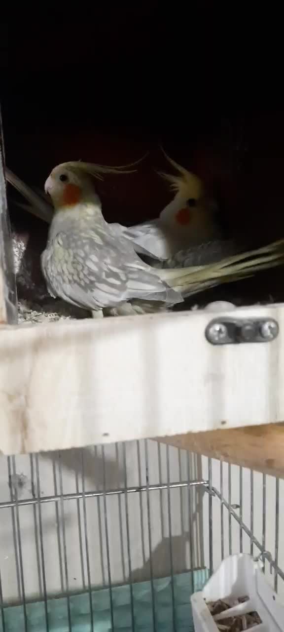 عروس هلندی مولد جوجه بزرگ کن|پرنده|ری, دولتآباد|دیوار