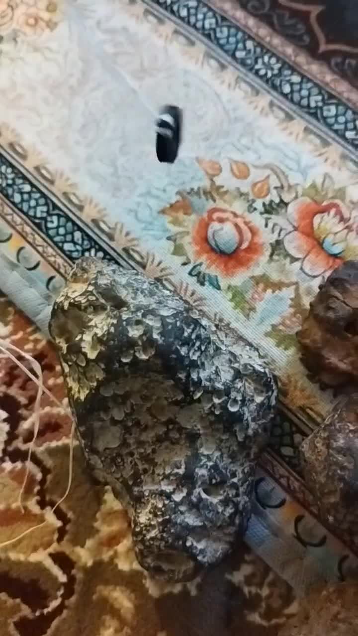 شهاب سنگ|کلکسیون اشیاء عتیقه|یاسوج, |دیوار