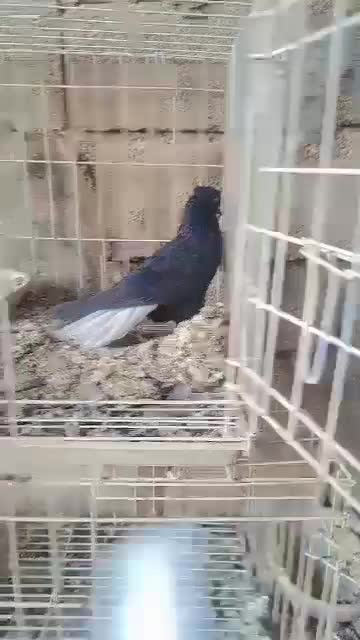 کفتر دم سفید|پرنده|کارون, |دیوار