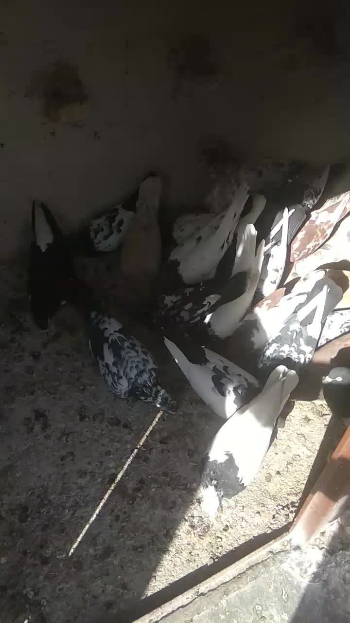 کبوتر|پرنده|رادکان, |دیوار