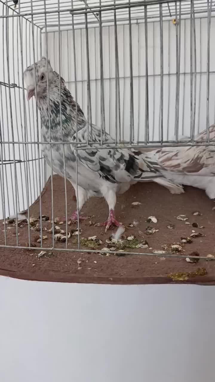 هفت رنگ دم سفید|پرنده|بردسکن, |دیوار