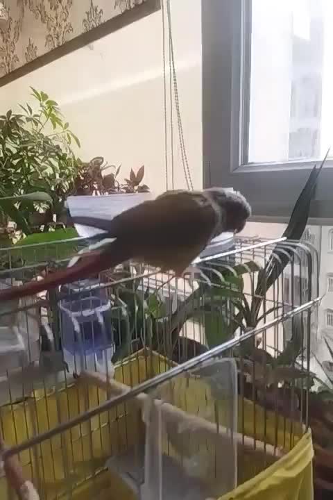 یک گرینچیک حلقه پا یلو ساید گمشده|حیوانات|تهران, نیروی دریایی|دیوار