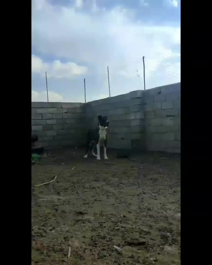 سگ فروشی|سگ|بیرجند, |دیوار