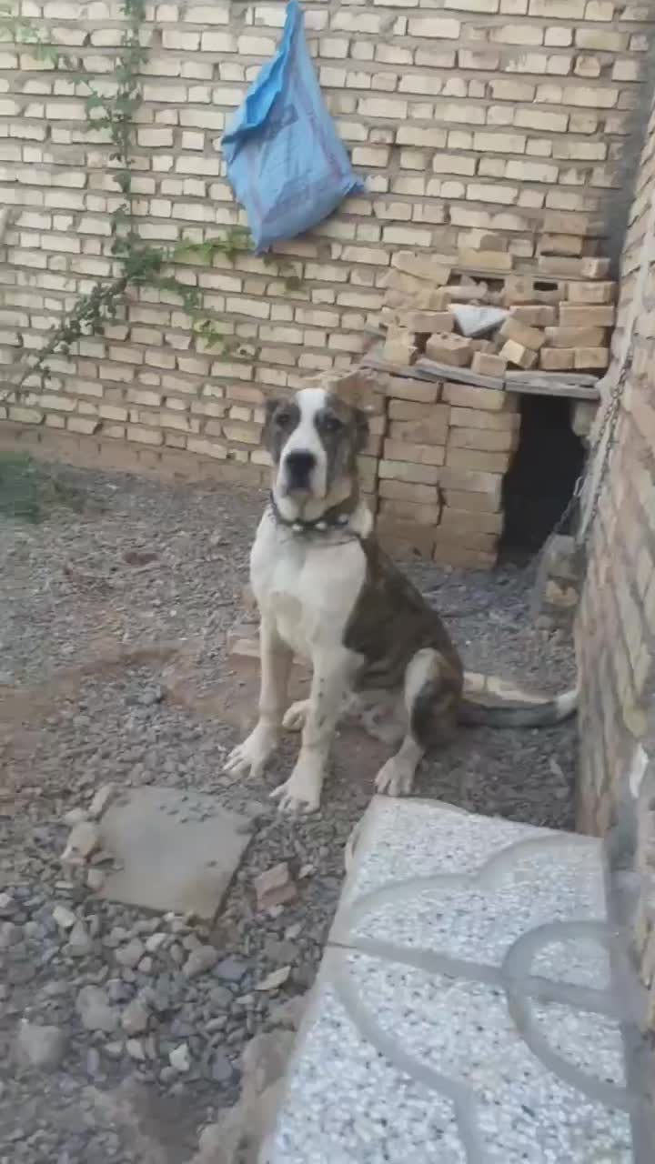 توله افغان 6ماهه|سگ|تربتحیدریه, باغ ملی|دیوار