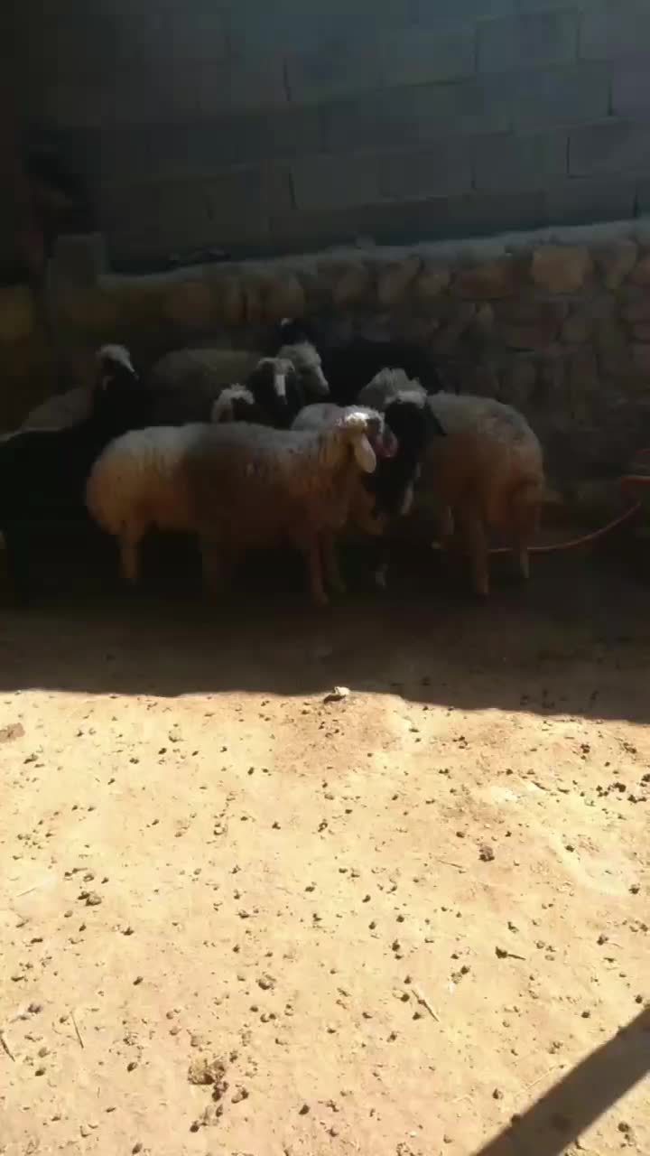 10راس بره 8راس نر و2راس ماده دوری|حیوانات مزرعه|حمیل, |دیوار