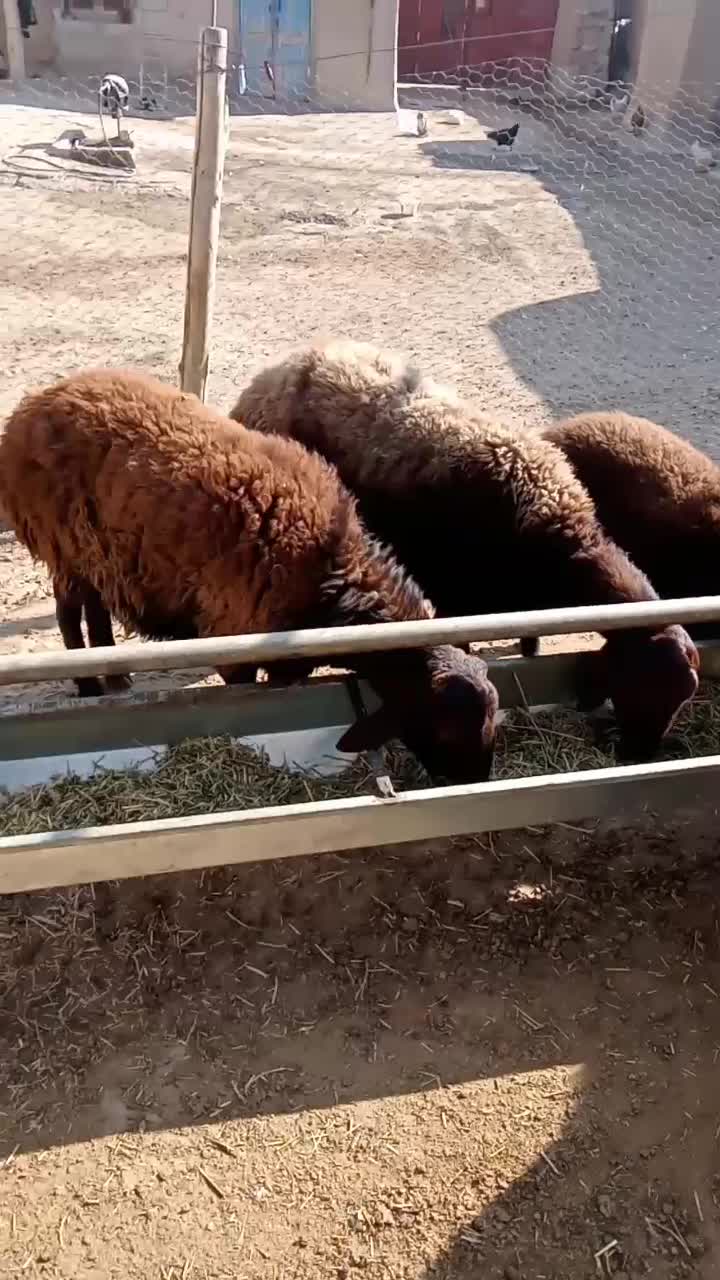 گوسفند، بره قزل افشار نر وماده|حیوانات مزرعه|سراب, |دیوار