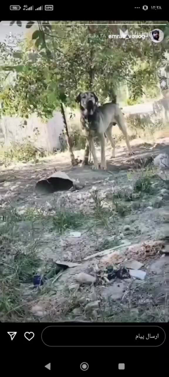 گمشده|حیوانات|ارومیه, |دیوار