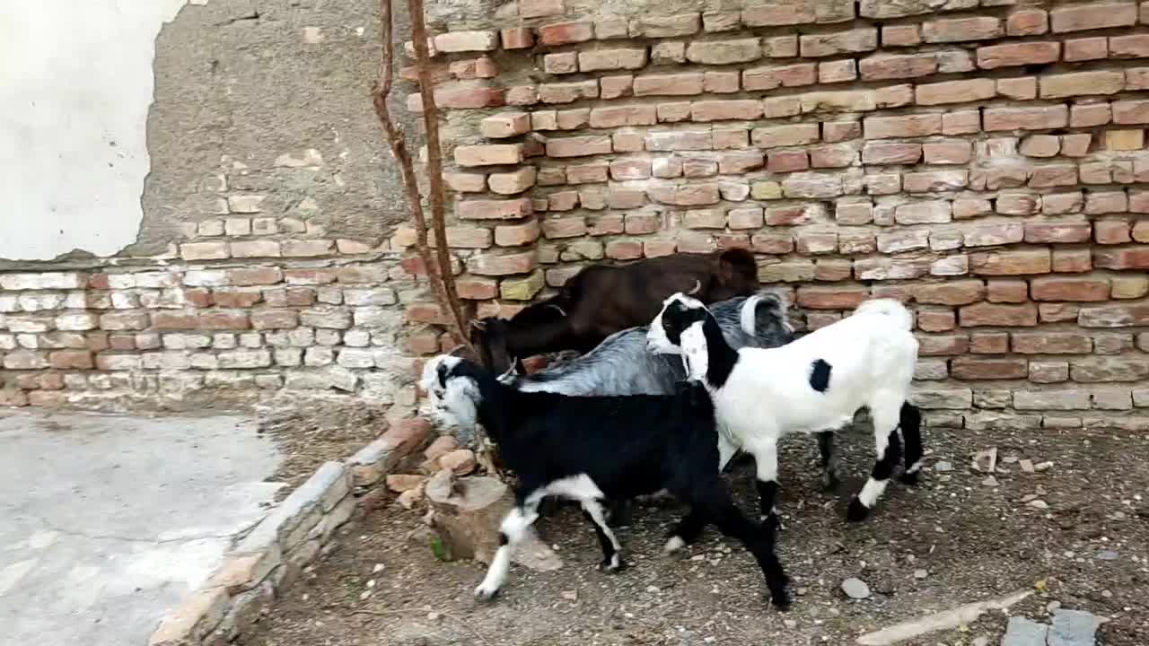 ۴ تا بزغاله سالم یکجا دانه ای ۴۵۰۰|حیوانات مزرعه|بندر ترکمن, |دیوار