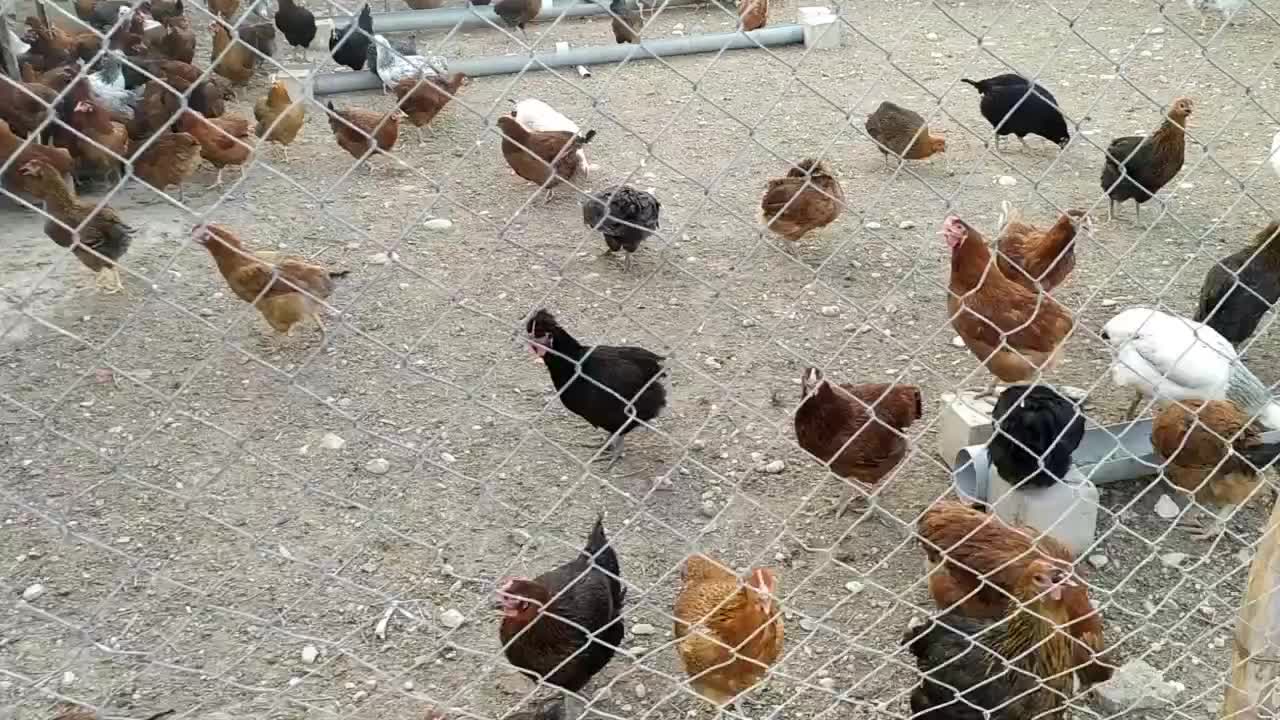 مرغ محلی تخم گذار درجه یک|حیوانات مزرعه|تهران, اوین|دیوار