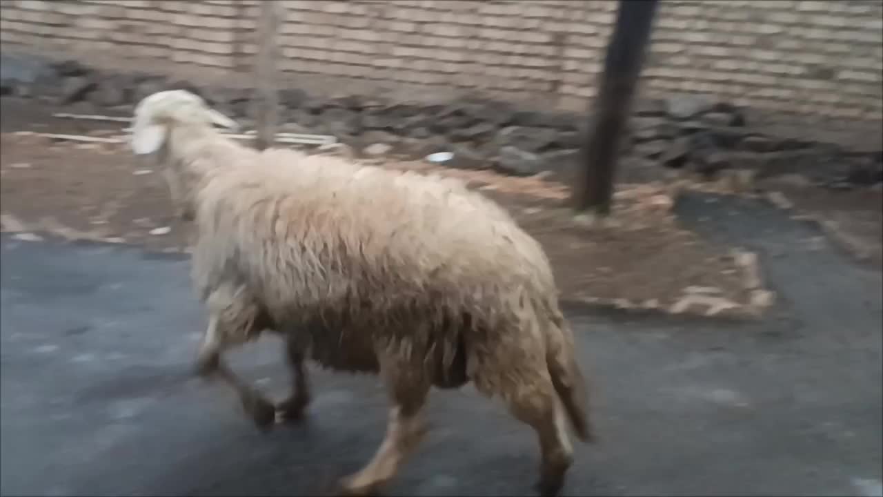 قوچ|حیوانات مزرعه|زنده رود, |دیوار