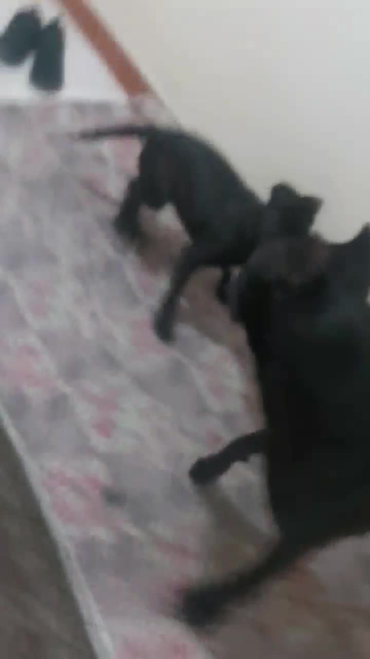 واگذاری تماس بگیرید لطفا|سگ|شهریار, شهریار|دیوار