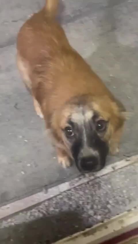 گمشده|سگ|میناب, |دیوار