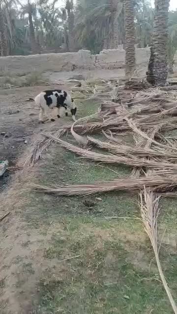 میش و بره|حیوانات مزرعه|سراوان, |دیوار