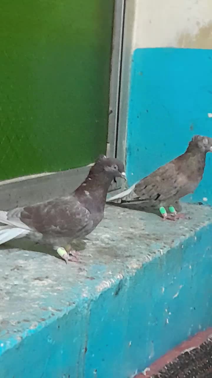 جفت دم سفید|پرنده|برازجان, |دیوار