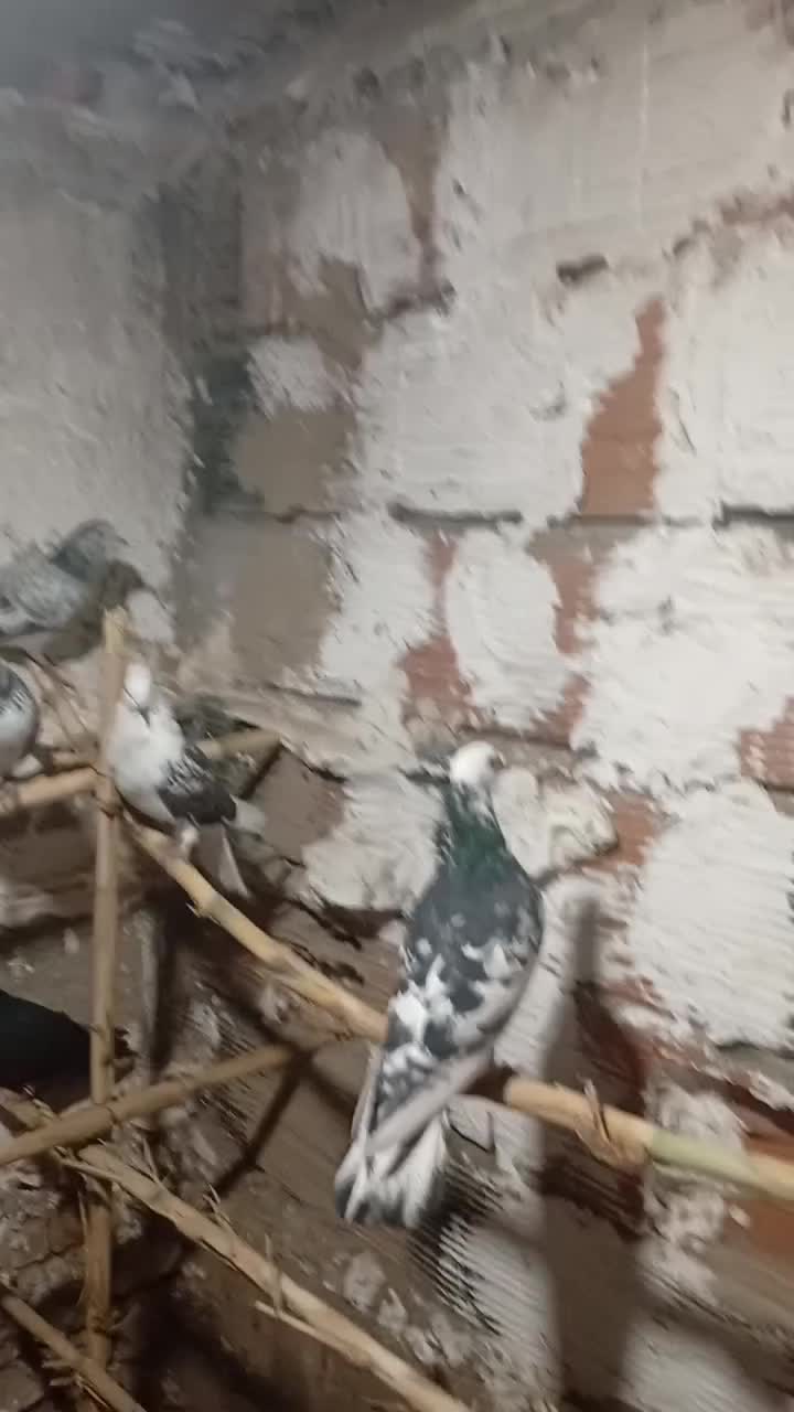 تکبر دورگ|پرنده|گرگان, |دیوار