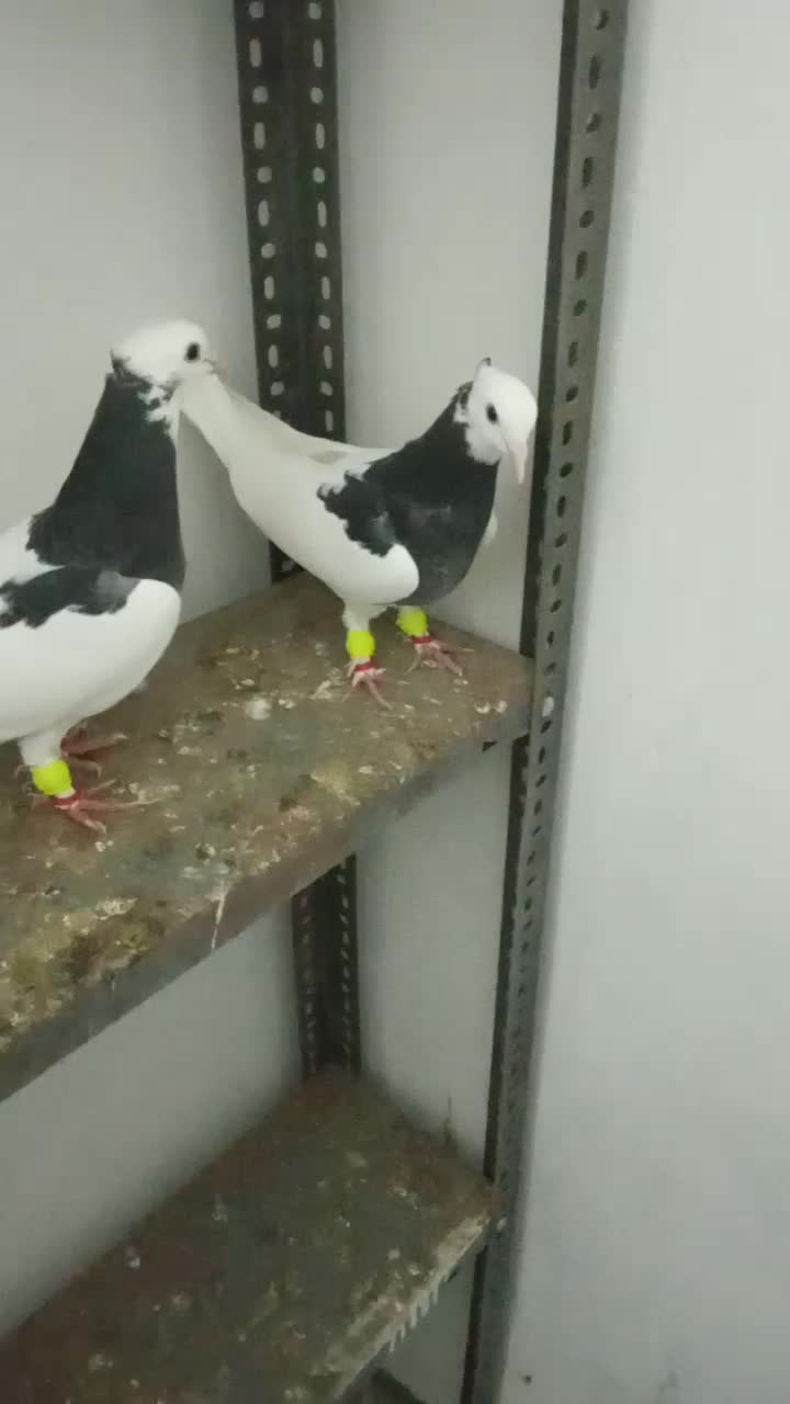 رنگه|پرنده|تربت جام, مسکن مهر|دیوار