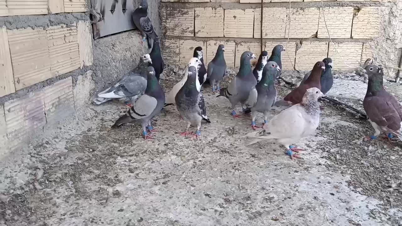 پلاکی بیرونی|پرنده|شیراز, شیخ علی چوپان|دیوار