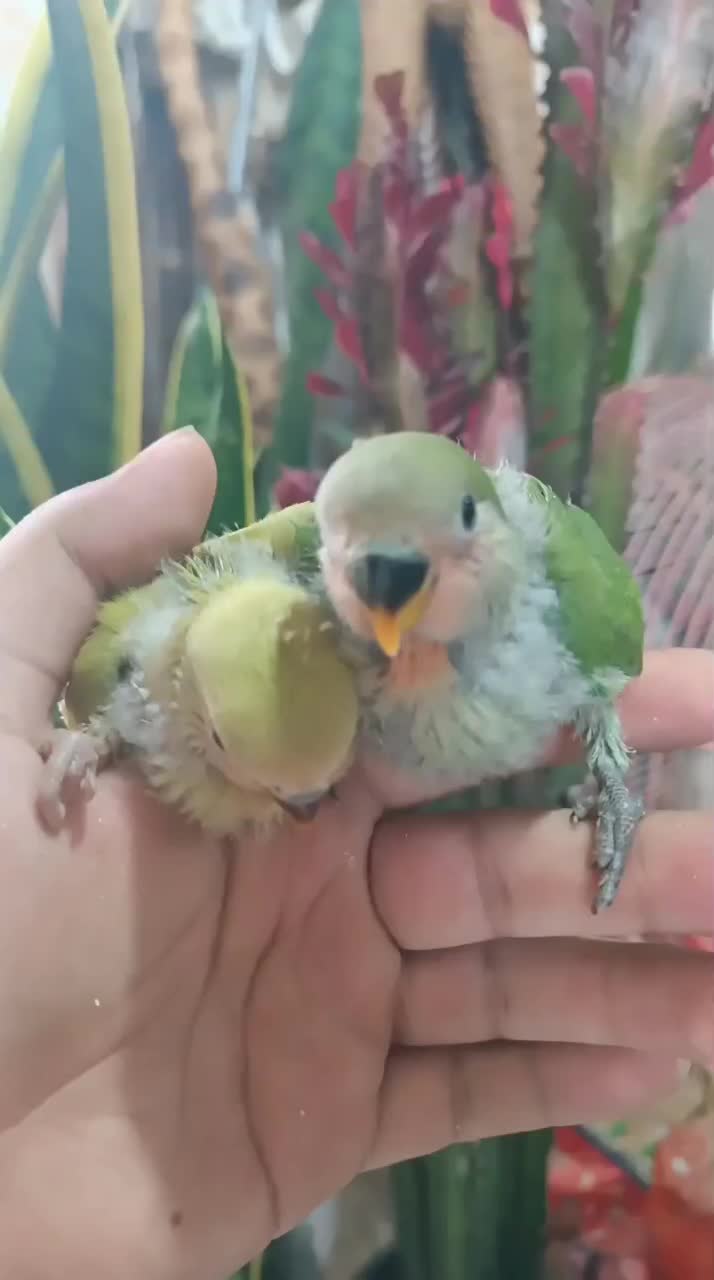 فروش جوجه طوطی برزیلی رنگ خاص|پرنده|اهواز, کوی رمضان|دیوار