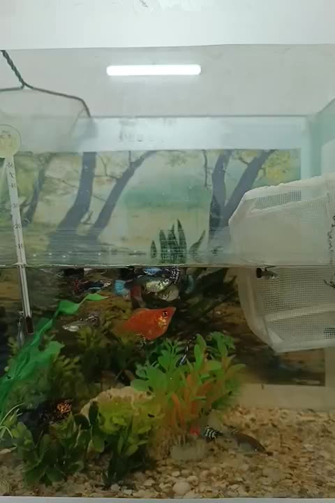 ماهی گوپی مولی|ماهی|زاهدان, |دیوار